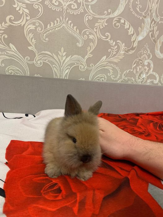 Декоративний кролик