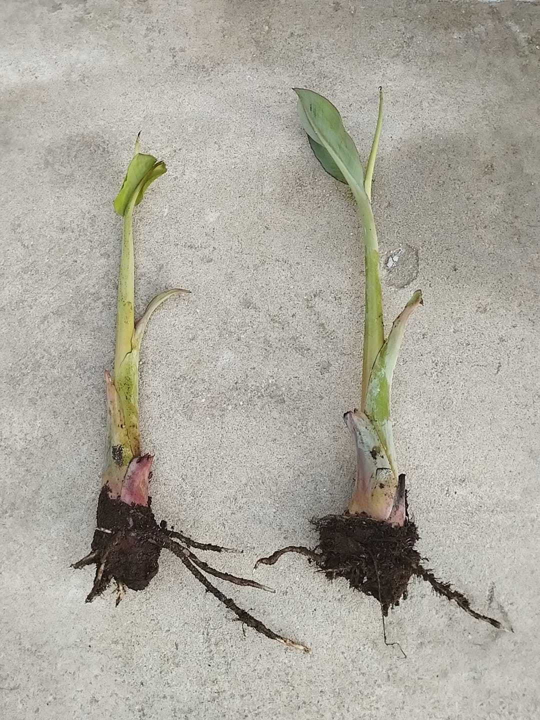 Mudas de Bananeira que dão grandes cachos de Bananas