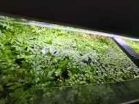 Plantas Flutuantes