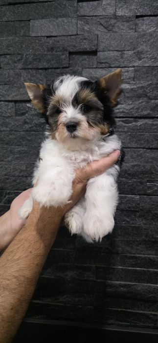 Biewer Terrier macho