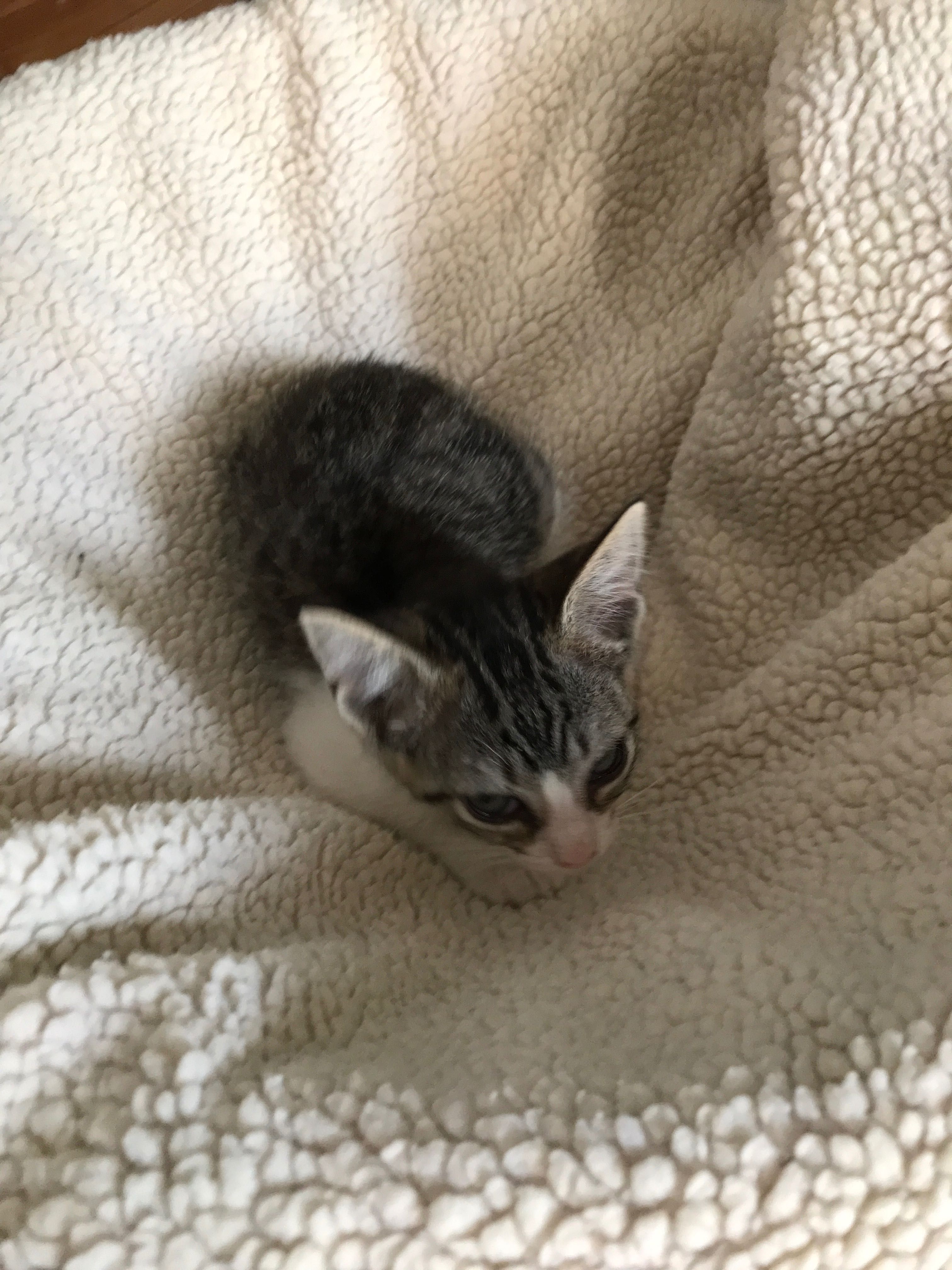 Gatinha fêmea bonita 2 meses para adoção dar branco, cinza, listras