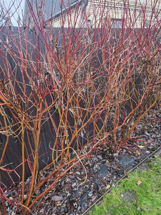 Дерен  Буча велики