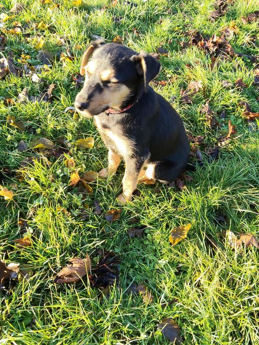 Pola  szczeniaka szuka domu