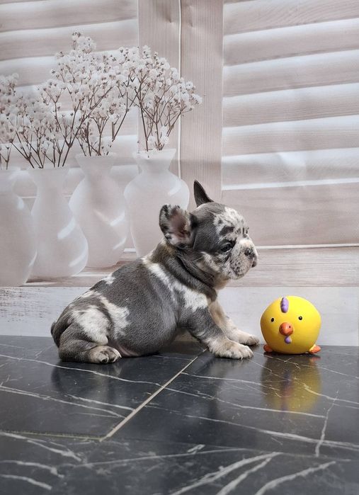 Солоденькі французькі круасанчики!