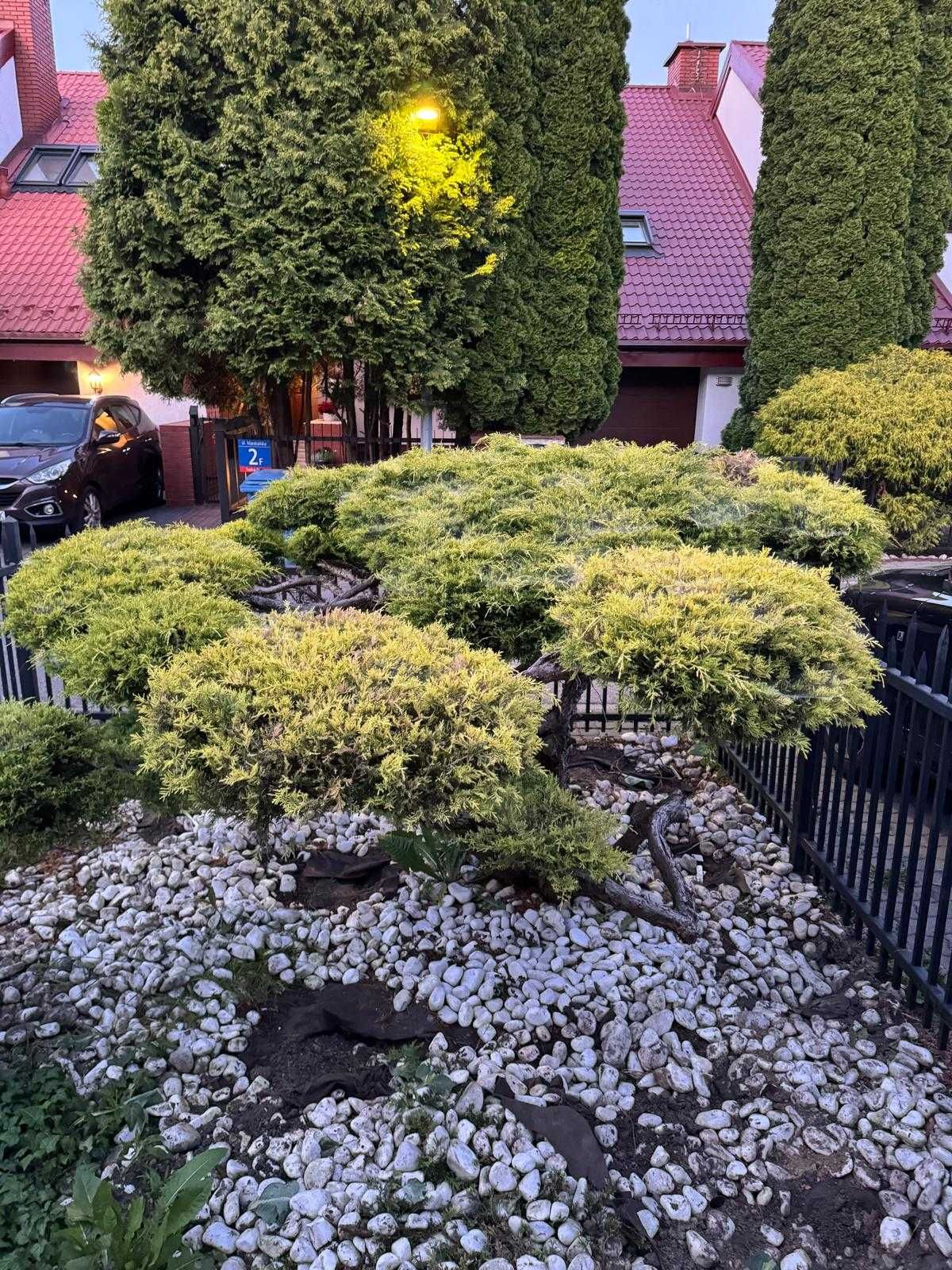 Krzak Jałowca w stylu bonsai, 170cm