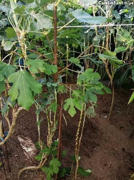 Figueira pingo de mel e planta natural estrelicia grande