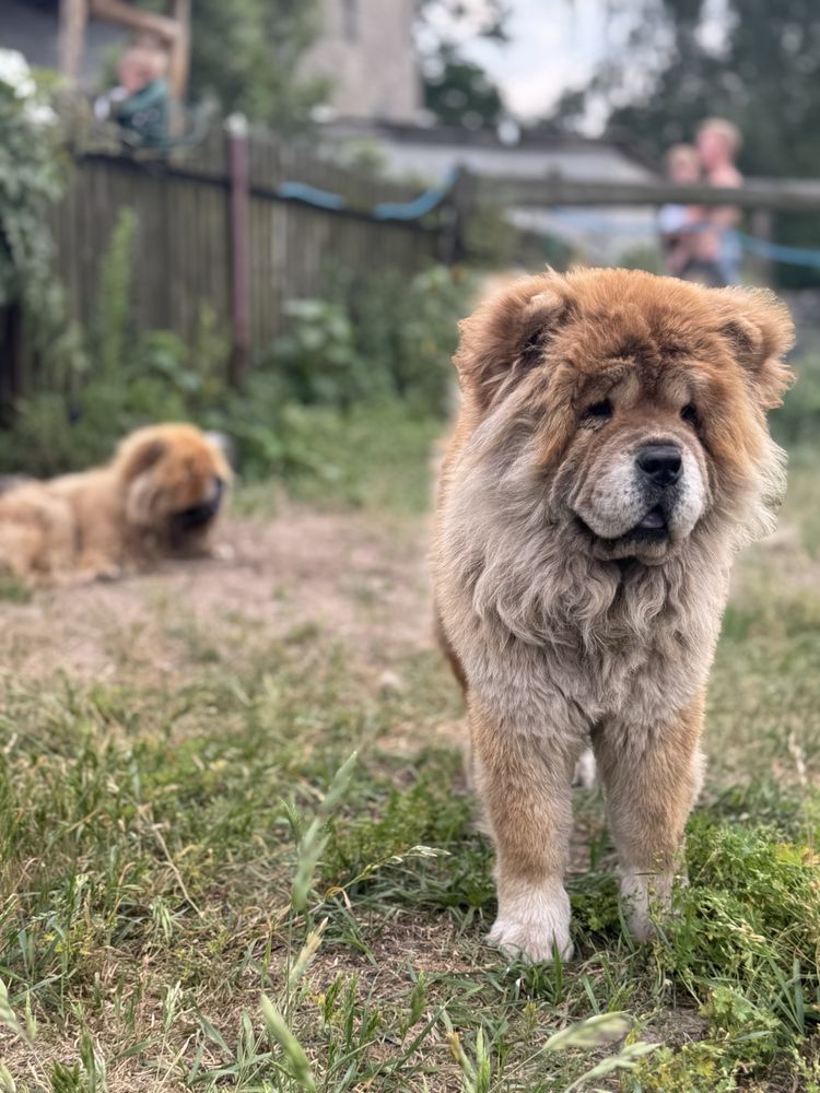 suczka chow chow