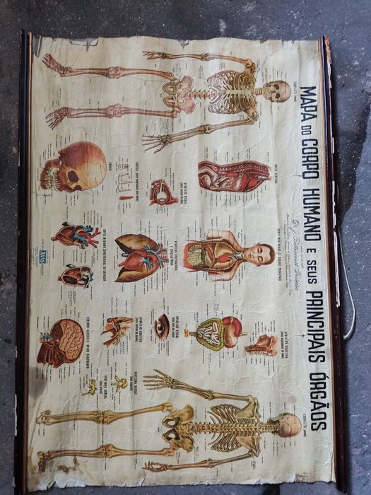 Cartaz escolar antigo do corpo humano