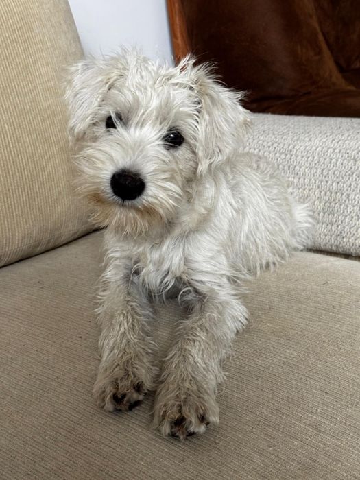 sznaucer miniaturowy miniaturka biały samiec sunia