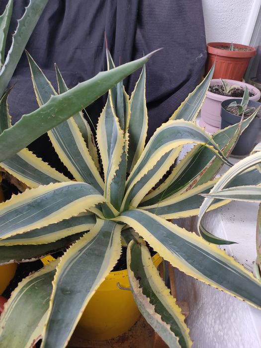 Агава привезена з Азовського моря