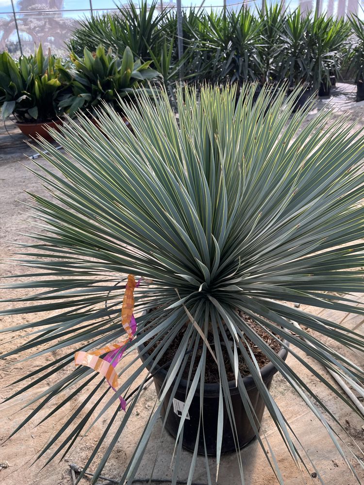 Mrozoodporna Yucca Rostata Juka