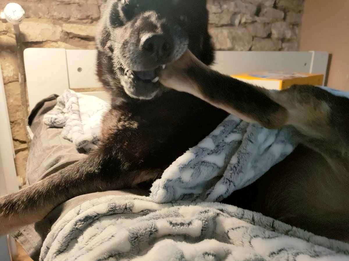 Stefan - kapitalny pies po złamaniu łap w typie husky do adopcji