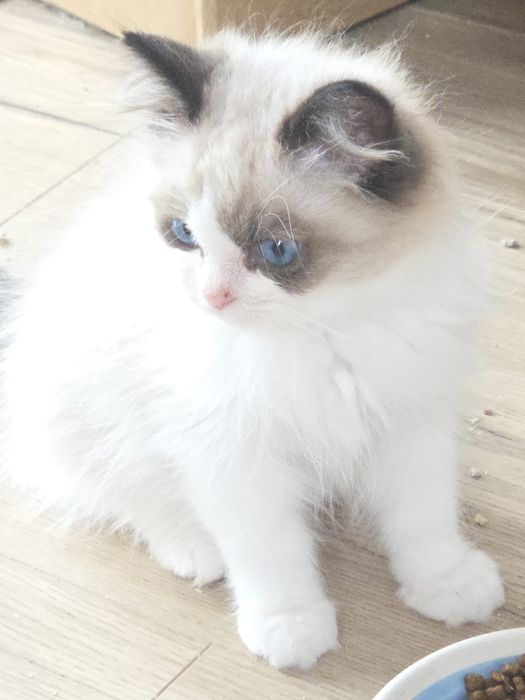 Kot RAGDOLL z rodowodem FPL