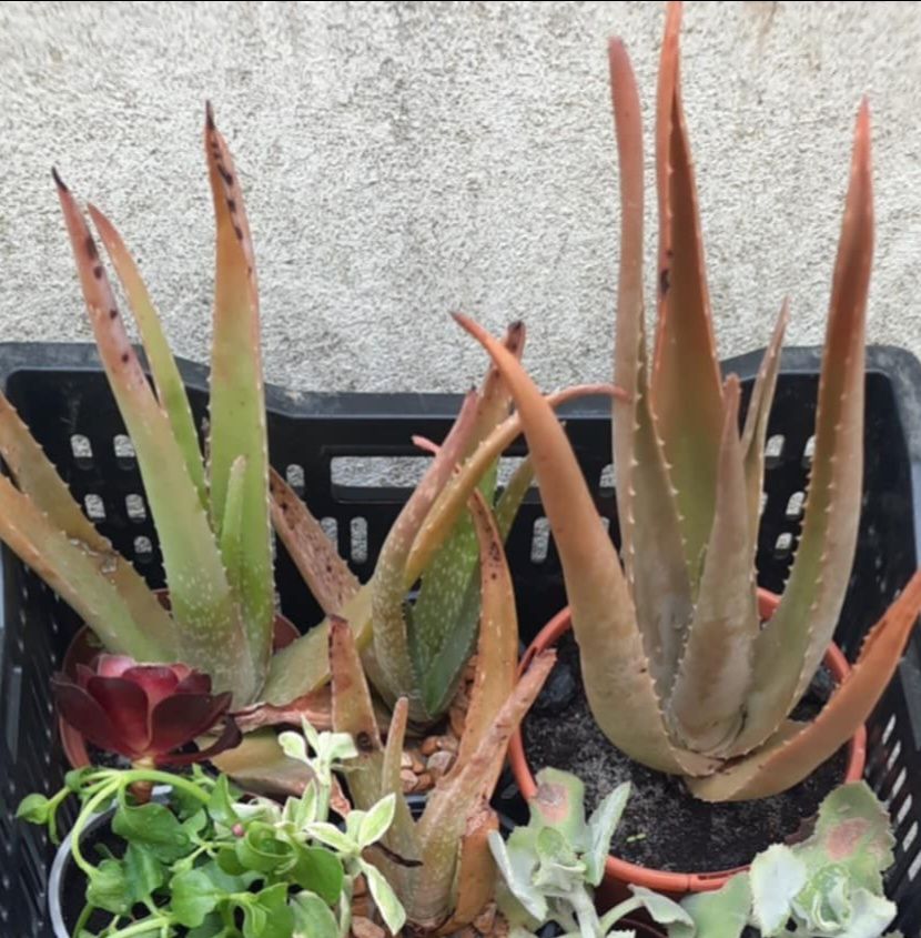 Cato  Aloe  Vera