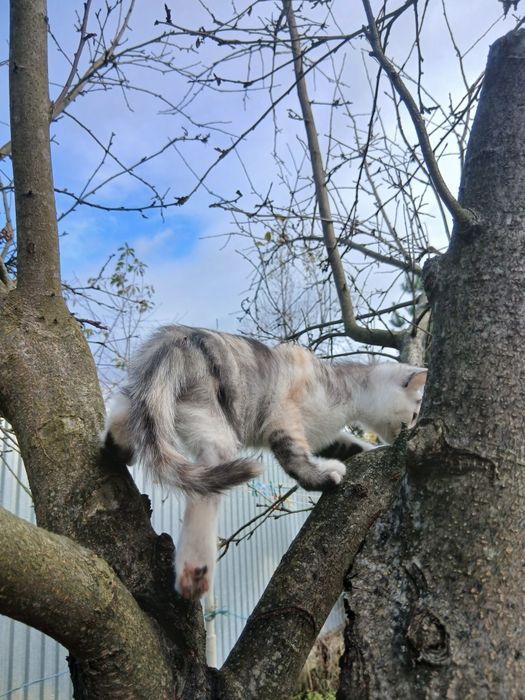 Кошеня кішка триколірна