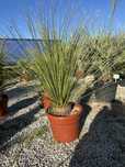 Trawa drzewiasta Dasylirion Longisimum wys. Ok 120cm Mrozoodporny -14
