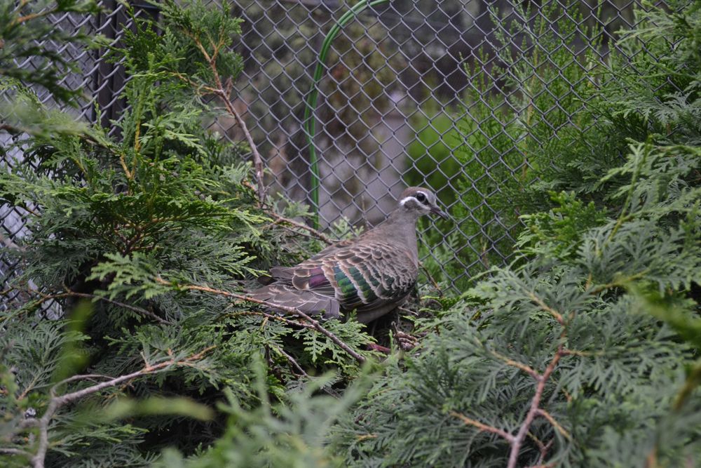 Gołąb miedzianoskrzydły, gołębie miedzianoskrzydłe