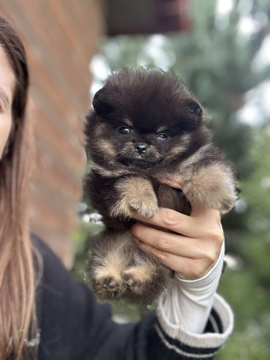 Мікро хлопчик померанський шпіц