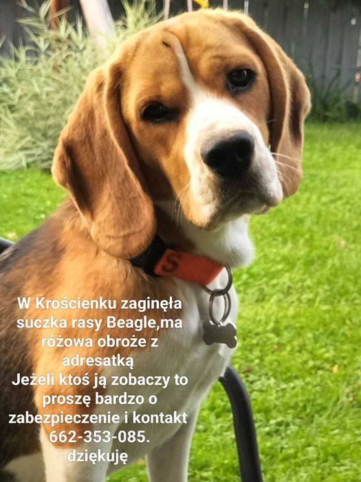 Zaginęła /Wysoka nagroda