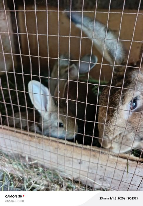 Кролики 4 місяці