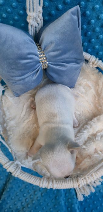 Perełka- malutki biały chłopczyk Chihuahua krótkowłosy