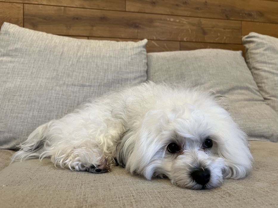 Ніжний кавалер породи болонка готовий до вʼязки!