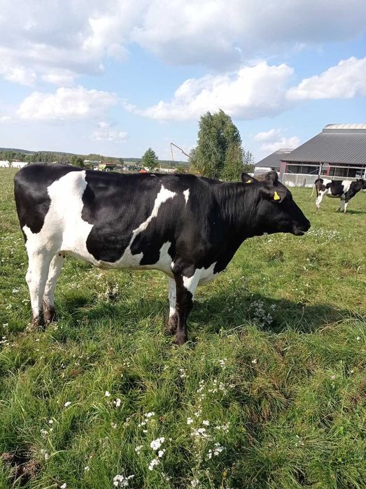 Sprzedam jałówki wysokocielne