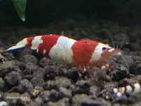 Krewetki akwariowe Crystal Red, Black