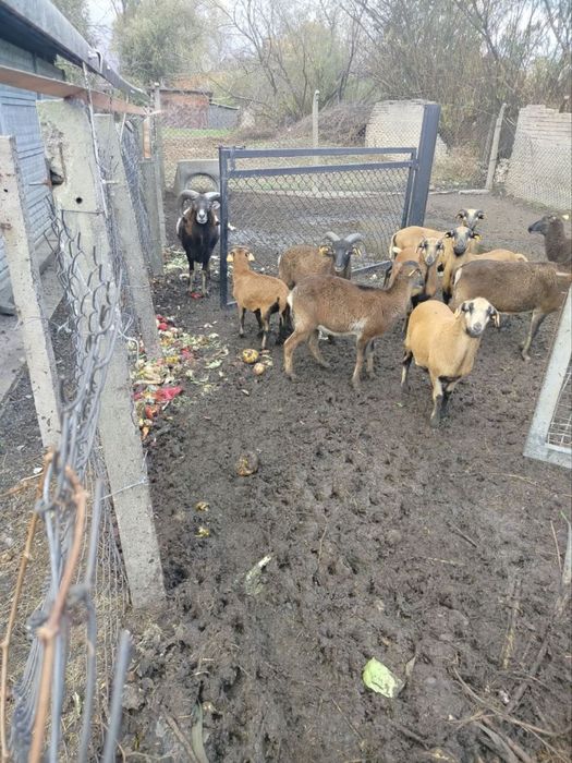 Owce kameruńskie i kozy miniaturki