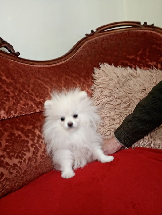 Szpic miniaturowy XS piesek