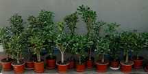 Продам денежное дерево (крассулы) разных размеров (более 50 шт.)