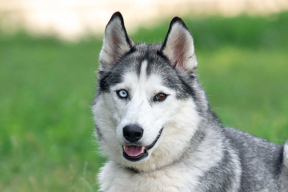 Віддам в добрі руки розумну молоду собаку Бекслі.