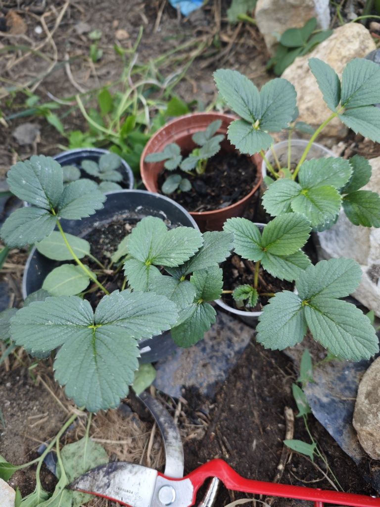 Morangueiros brancos (Albino)