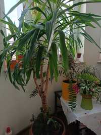 Juka roślina doniczkowa 180 cm