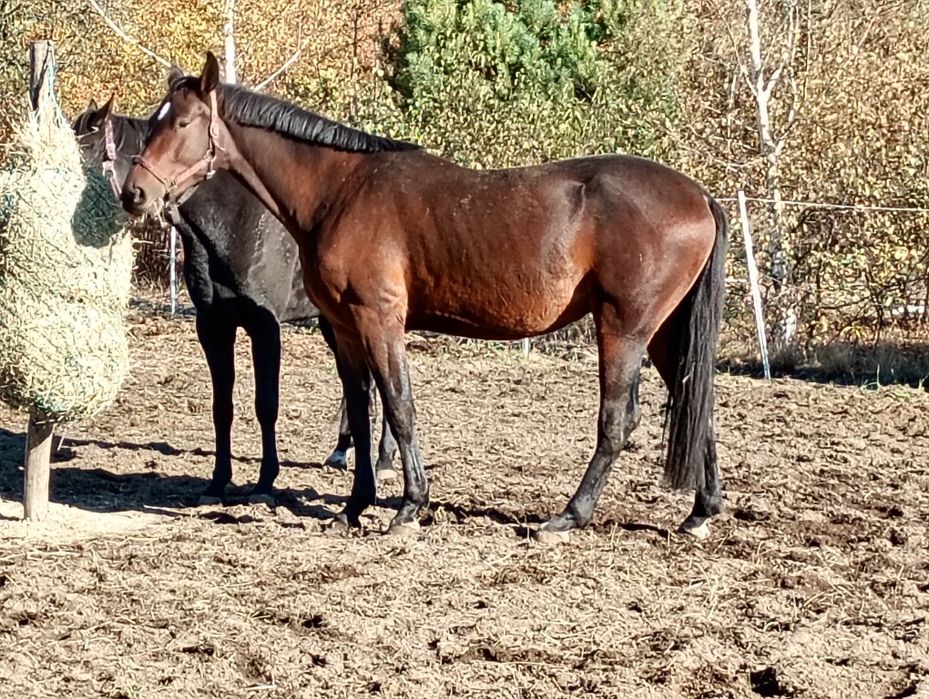 Witam sprzedam wałach redukcja stada