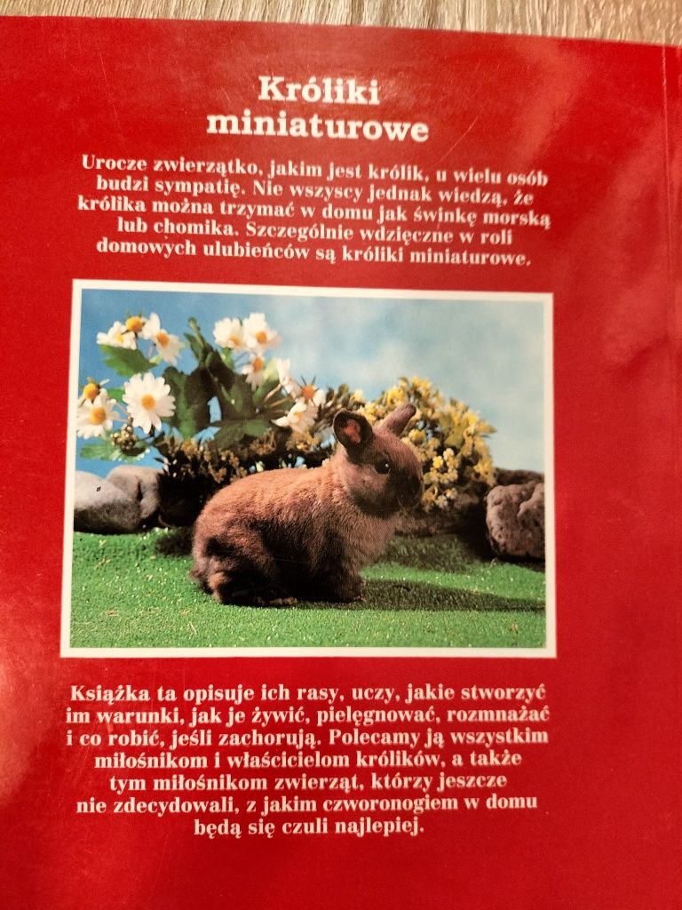 Króliki miniaturowe