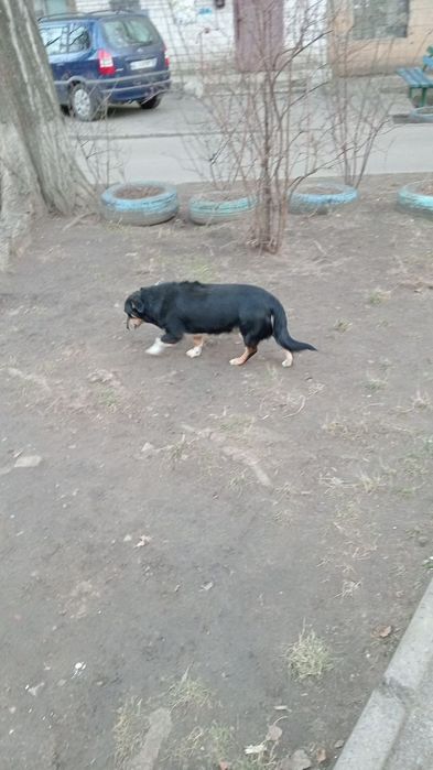 Сабака атдам бистлатна