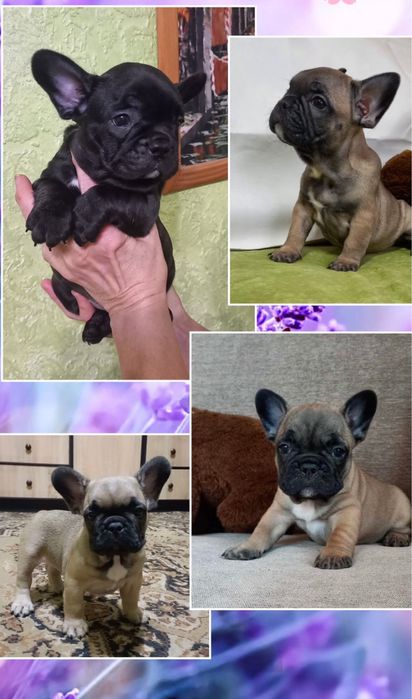 Красунчики французики чекають на вас