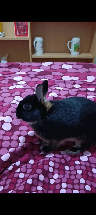 Coelhos anão macho e femea urgente