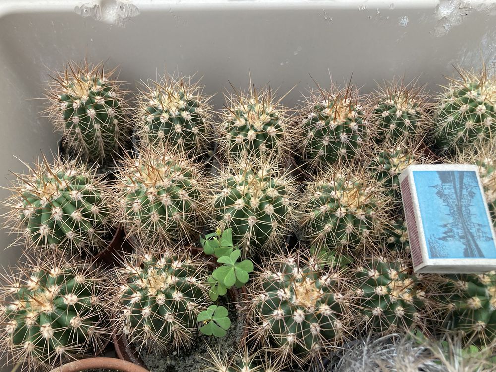 Kaktus Trichocereus terscheckii siewki 2letnie