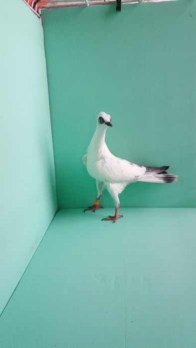 Gołębie ozdobne wiedeński, wiedeńskie lotne