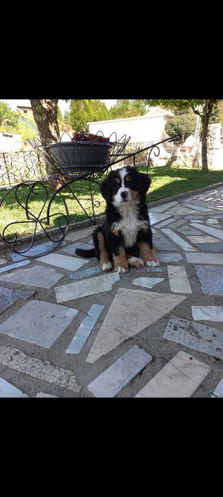 Bouvier Bernois com Pedigree