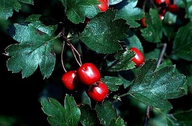 Глід даурський саджанці