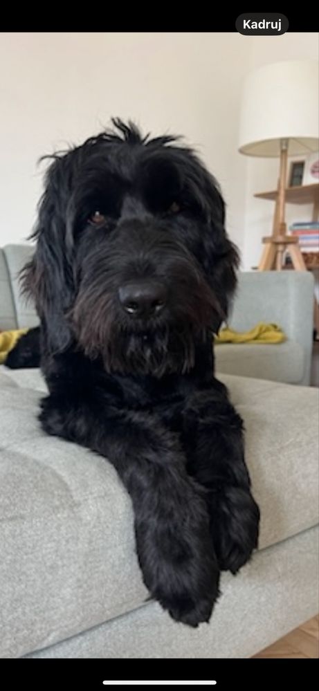 Śliczna dziewczynka Golden Doodle f1b mini