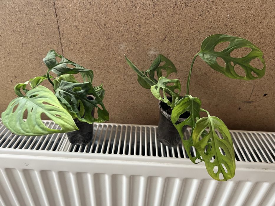 Монстера Адансона