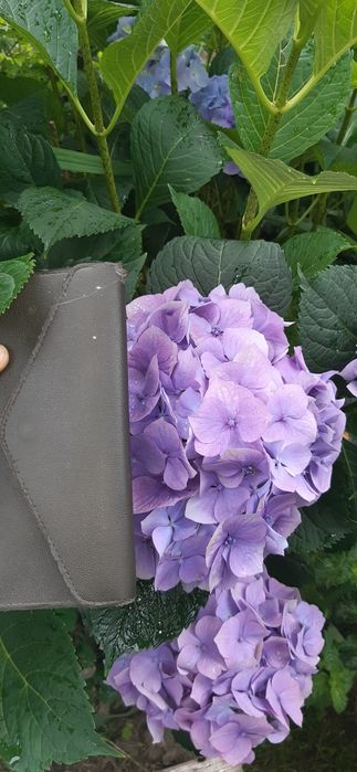 Живці для вкорінення