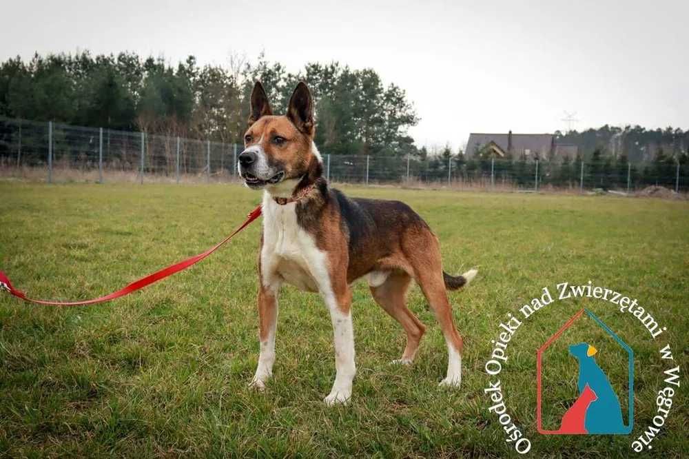 Fajny przyjazny piesek szuka domu! Adoptuj!