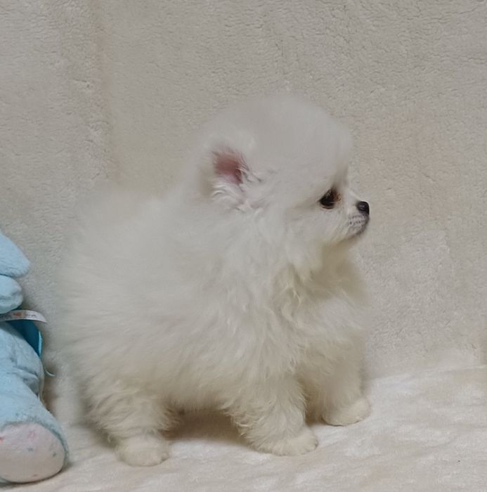 Шпиц померанский КСУ