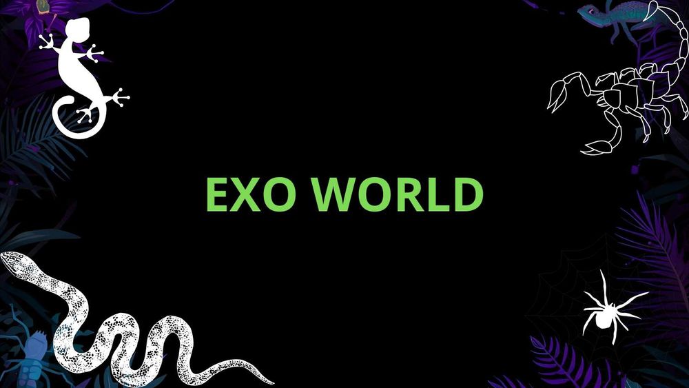 EXOWORLD – testowy gad egzotyczny / akcesoria terrarystyczne