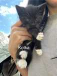 Koty do oddania